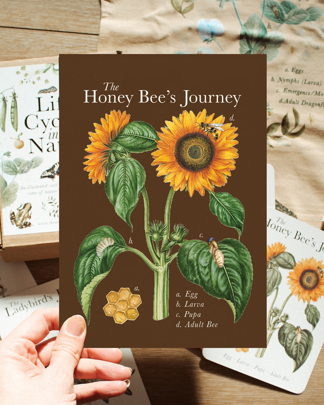 Bee Life Cycle A5 Art Print