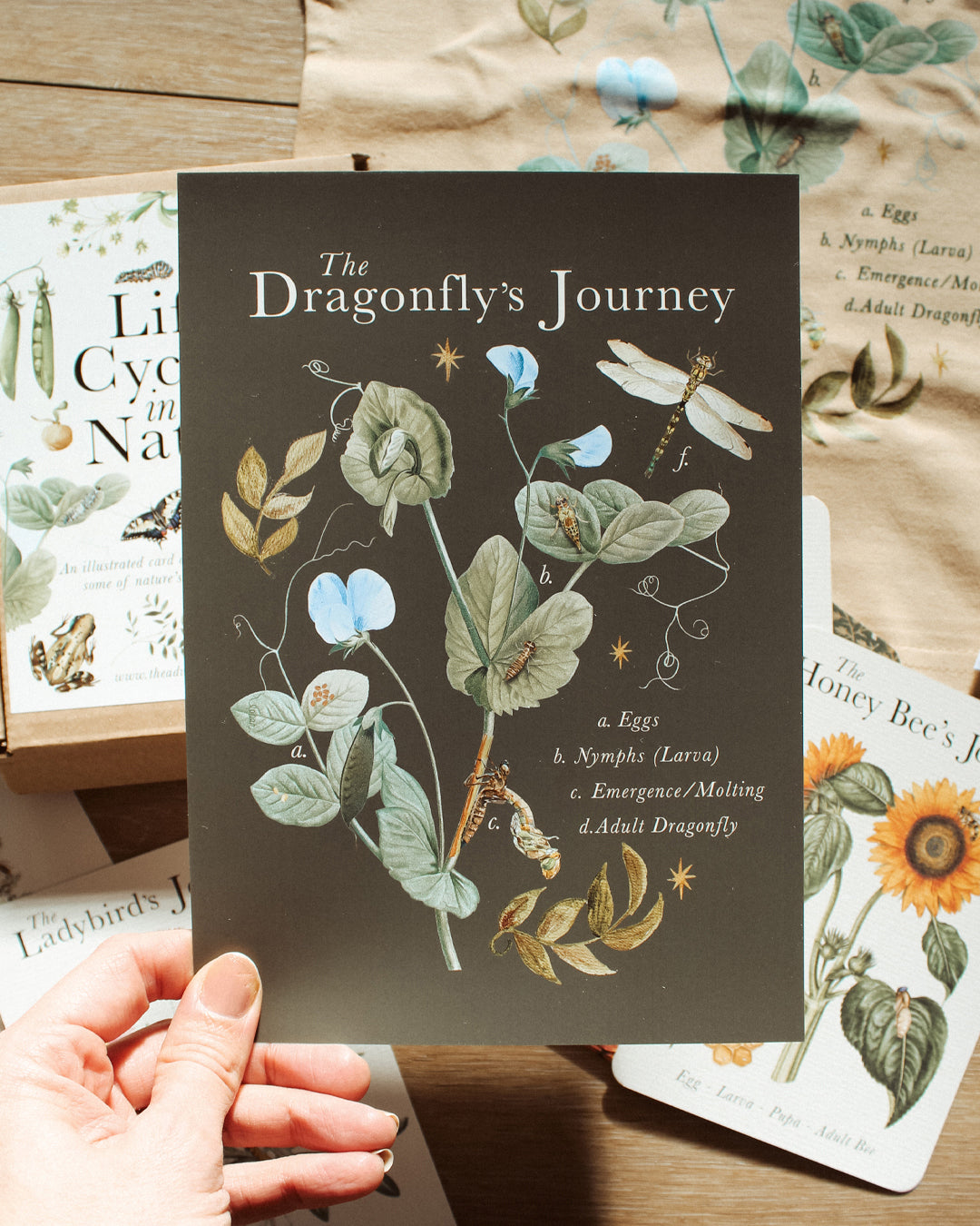Dragonfly Life Cycle A5 Art Print