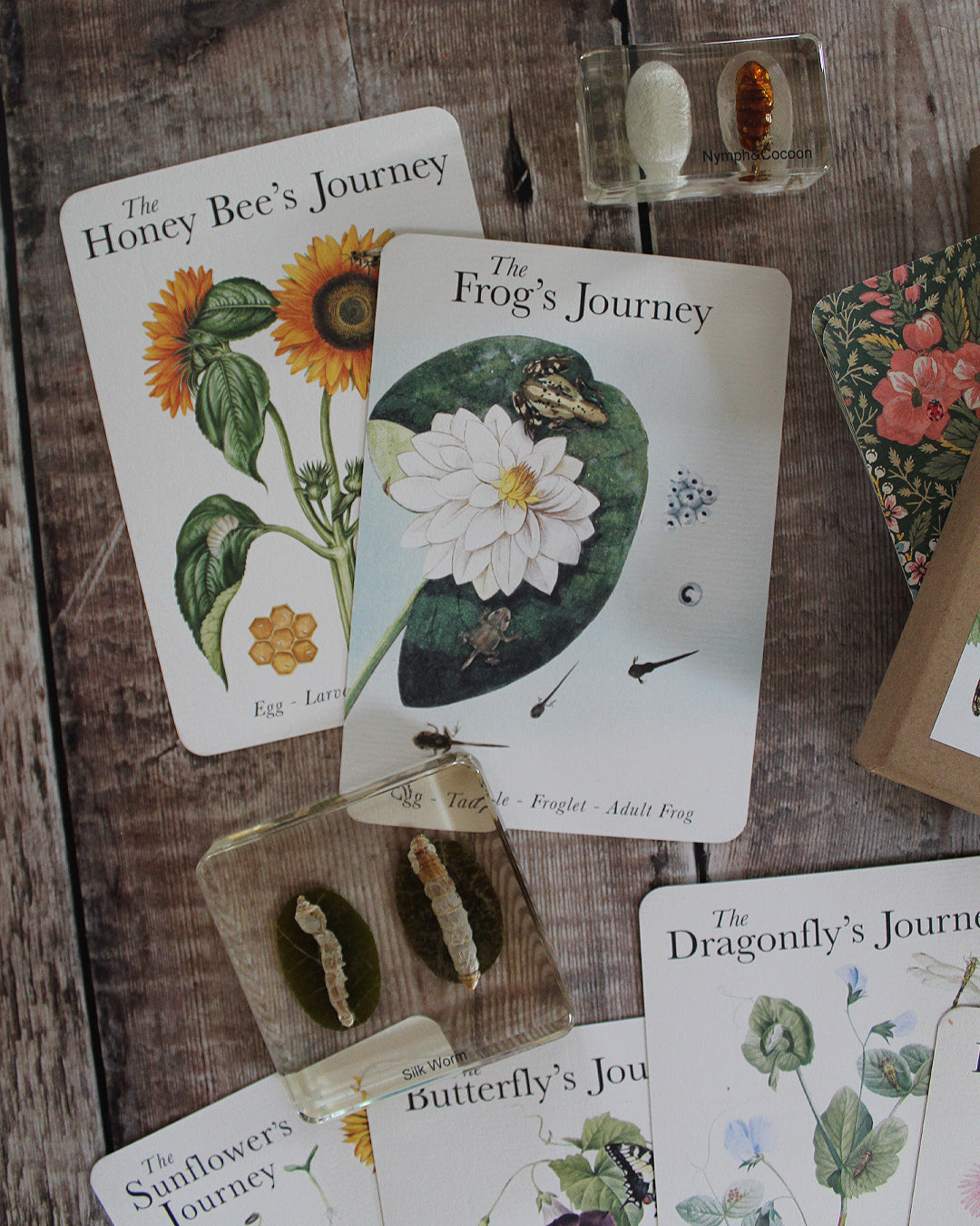 Life Cycles of Nature A6 Card Pack