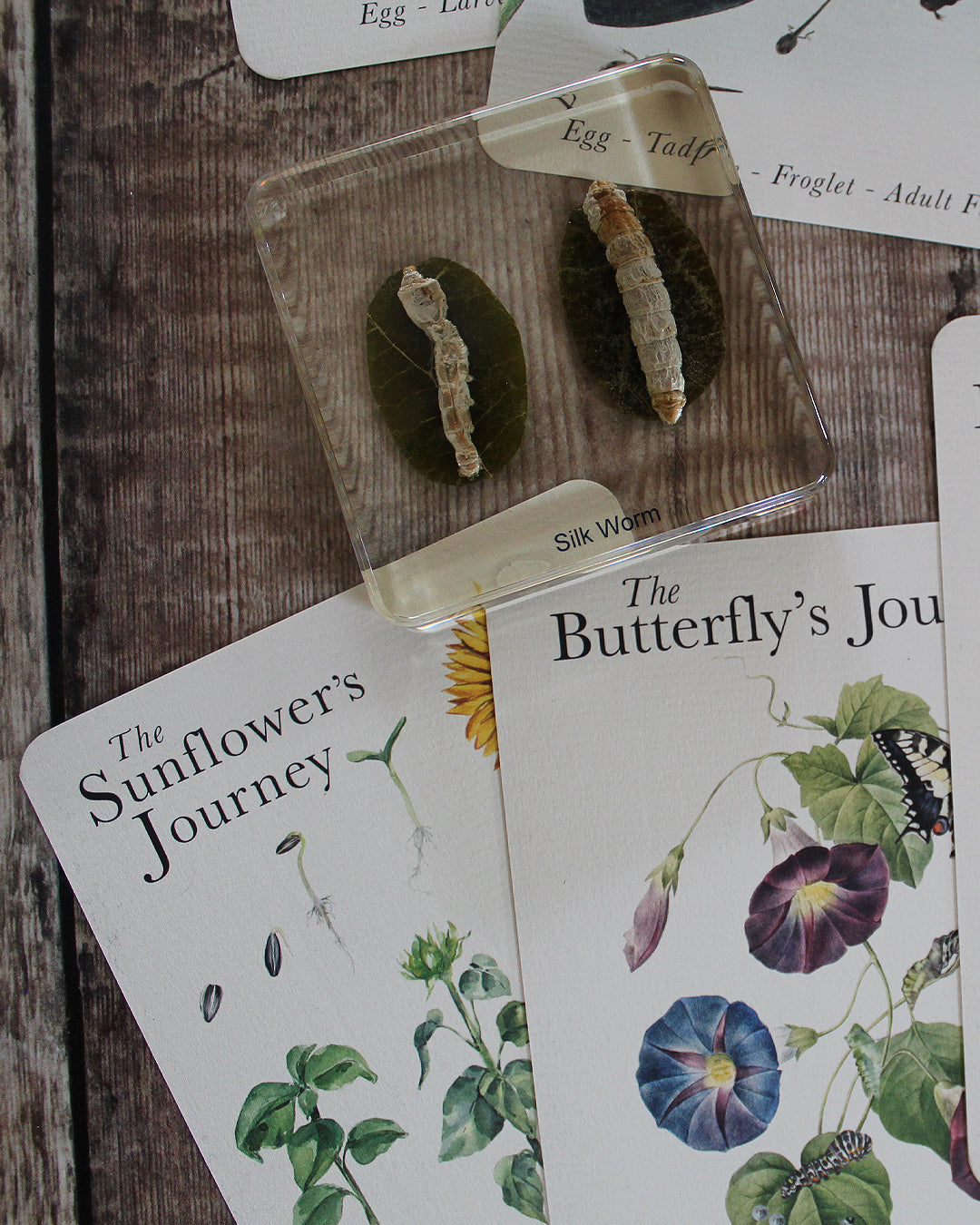 Life Cycles of Nature A6 Card Pack
