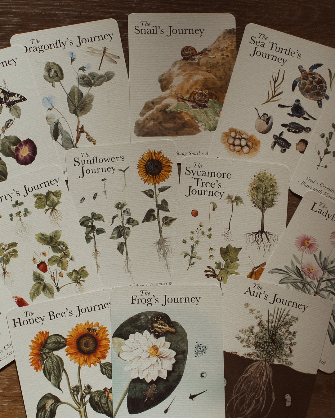 Life Cycles of Nature A6 Card Pack