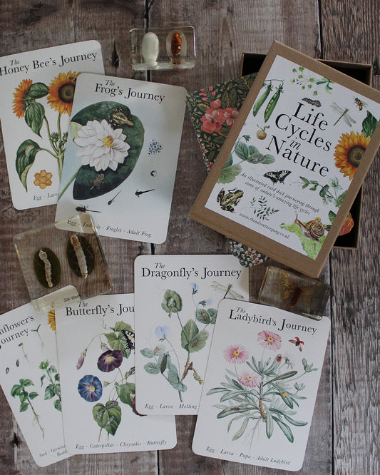 Life Cycle Cards - DOWNLOAD/PRINTABLE version
