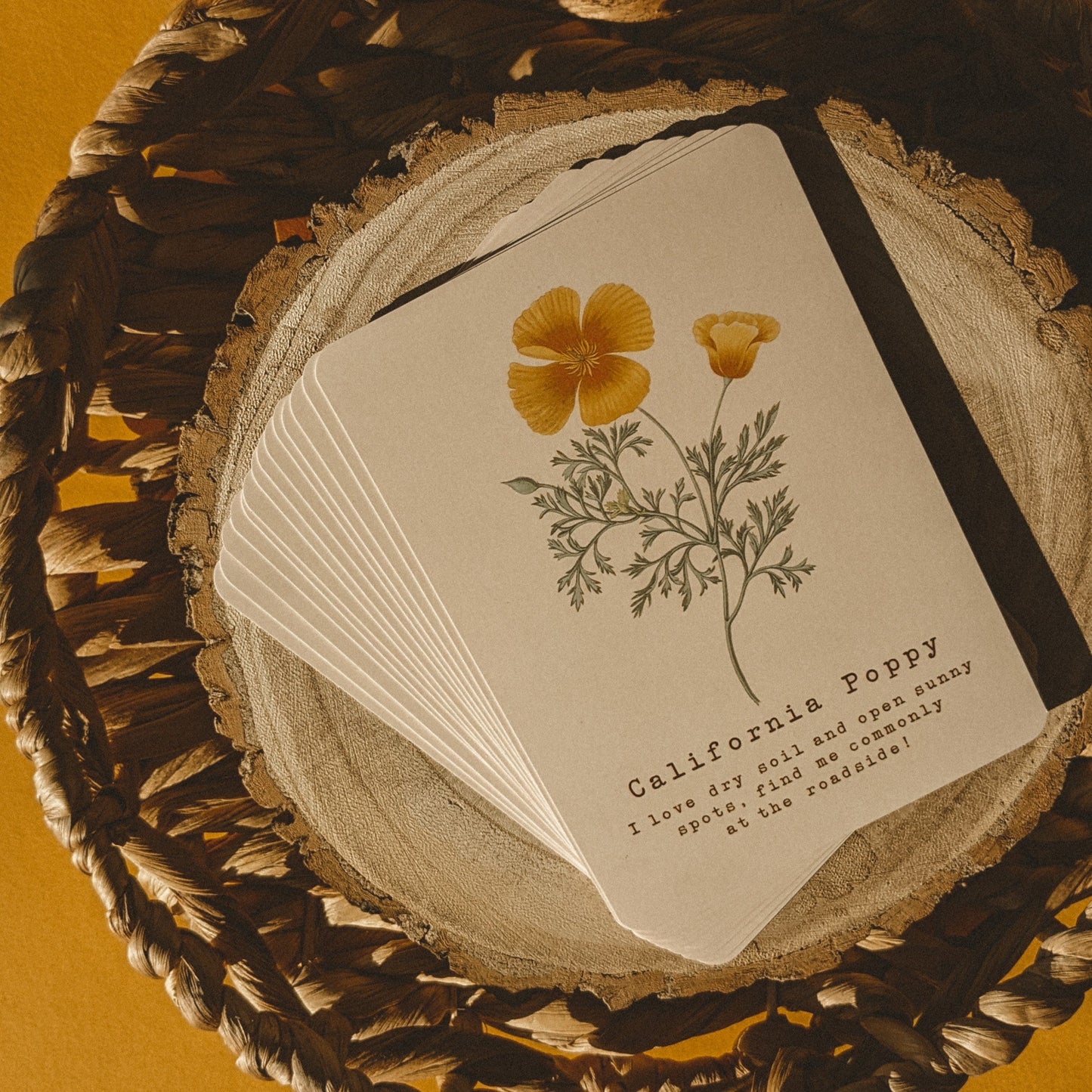 Wildflower Identifier A6 Card Pack